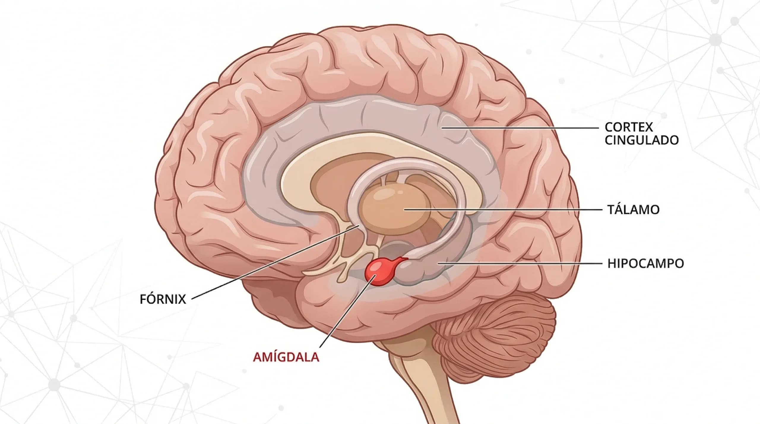 Imagen del cerebro en el que se destaca la amígdala.